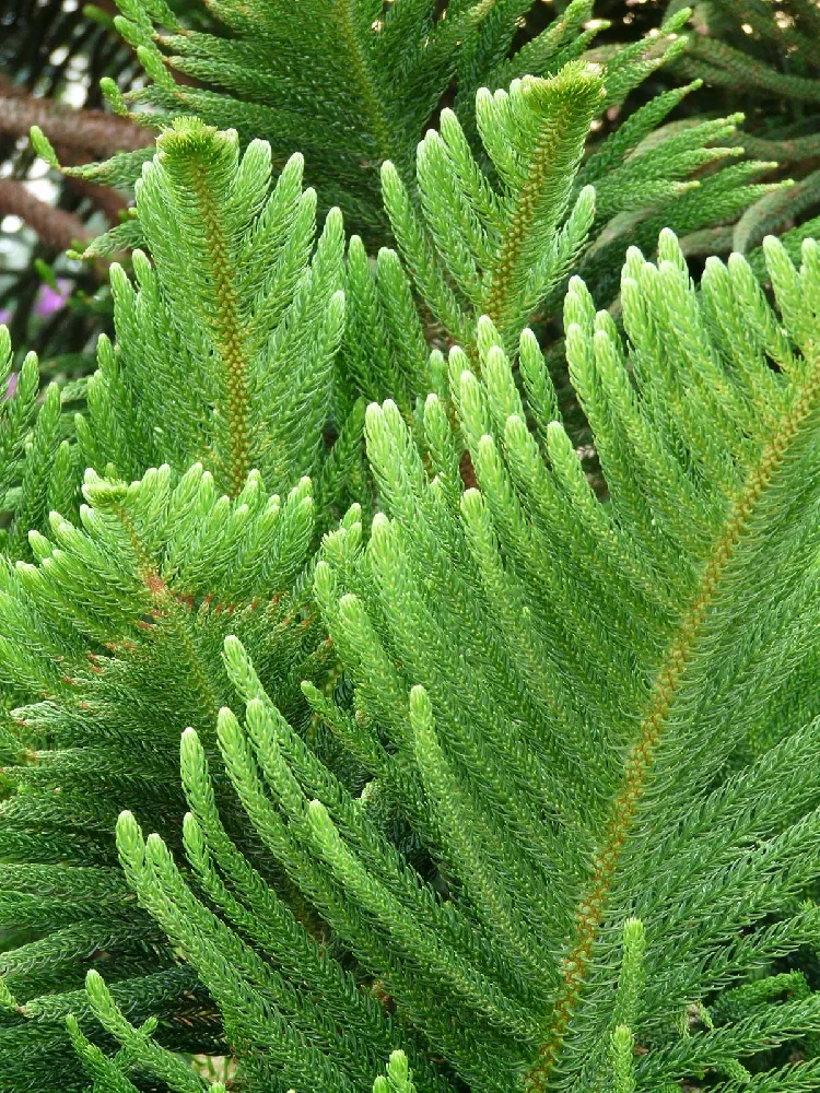 Norfolk Island Pine Tree close-up