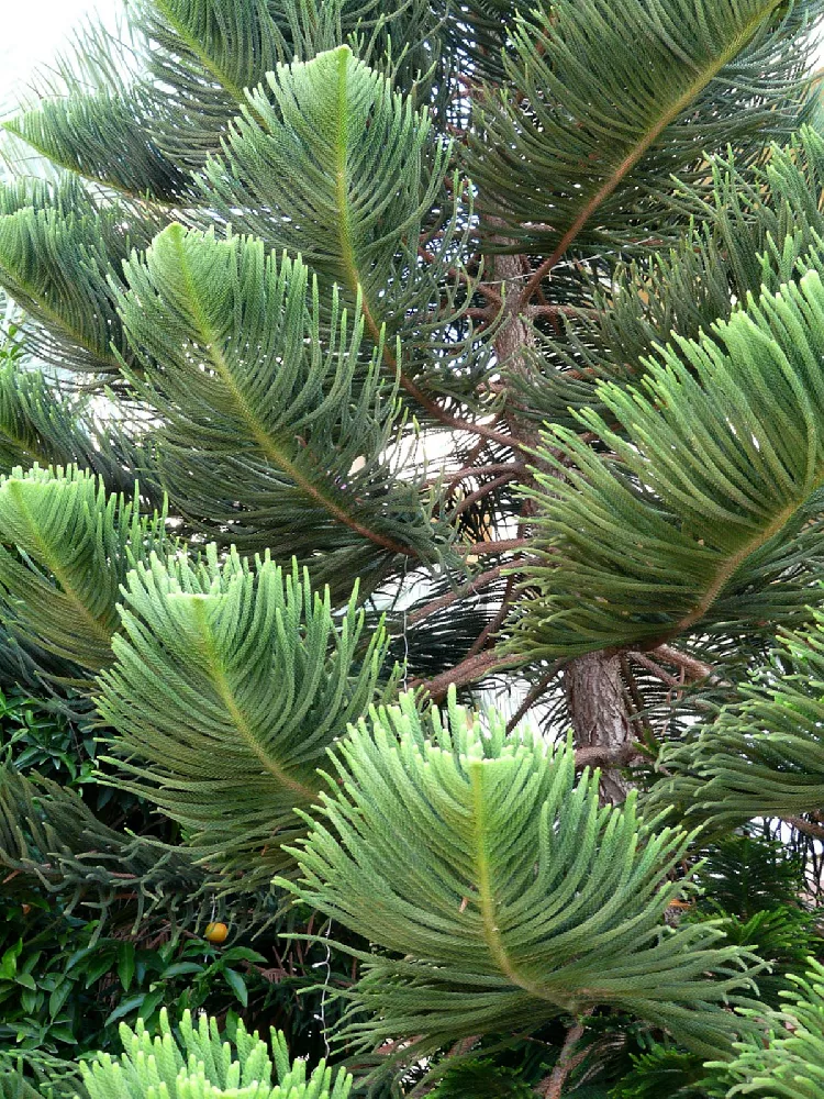 Norfolk Island Pine Tree 1