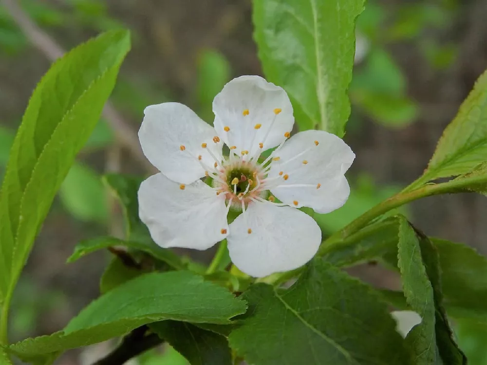 North Star Cherry flower