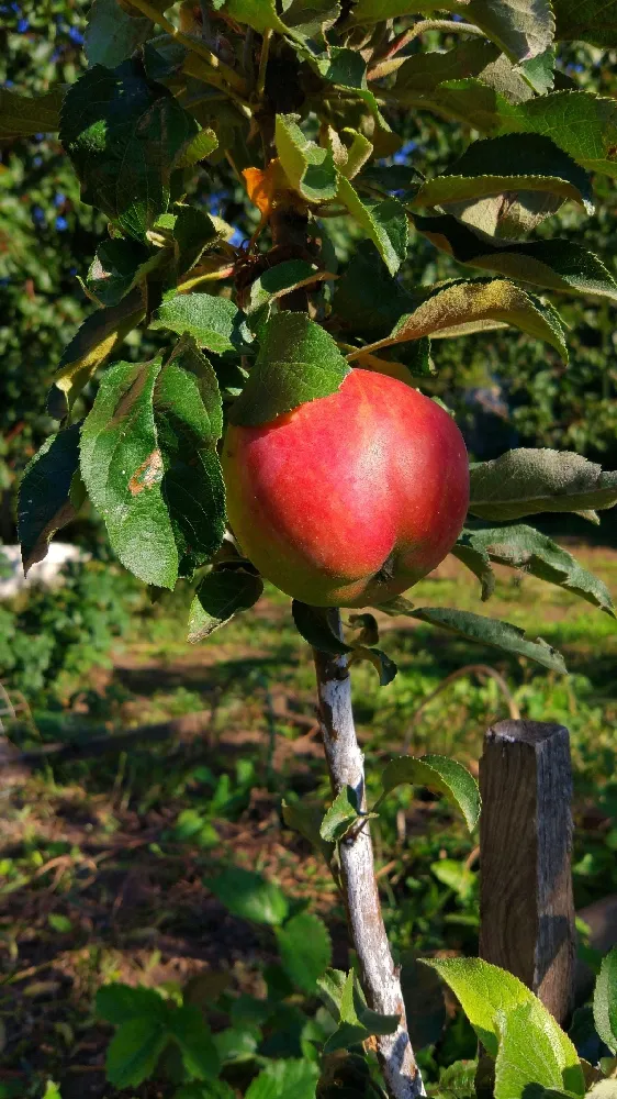 North Pole Columnar Apple Tree