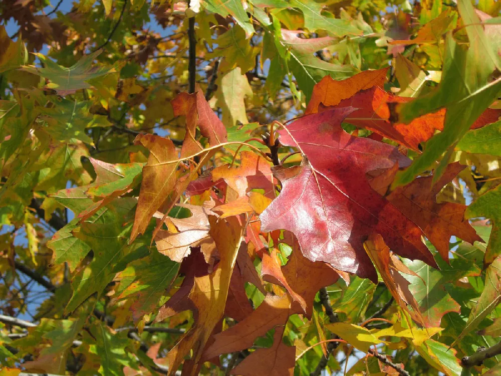 Northern-Red-Oak leaves close up