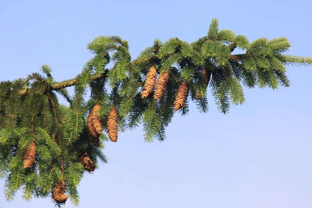 Norway Spruce Tree close up