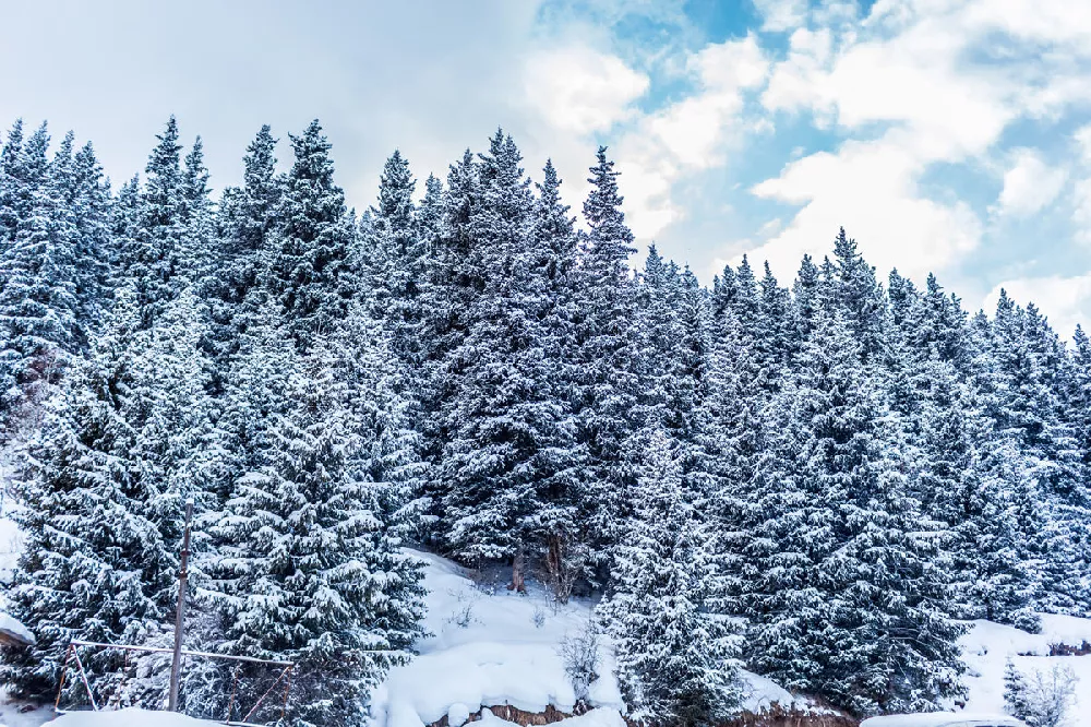 Norway Spruce Tree - winter