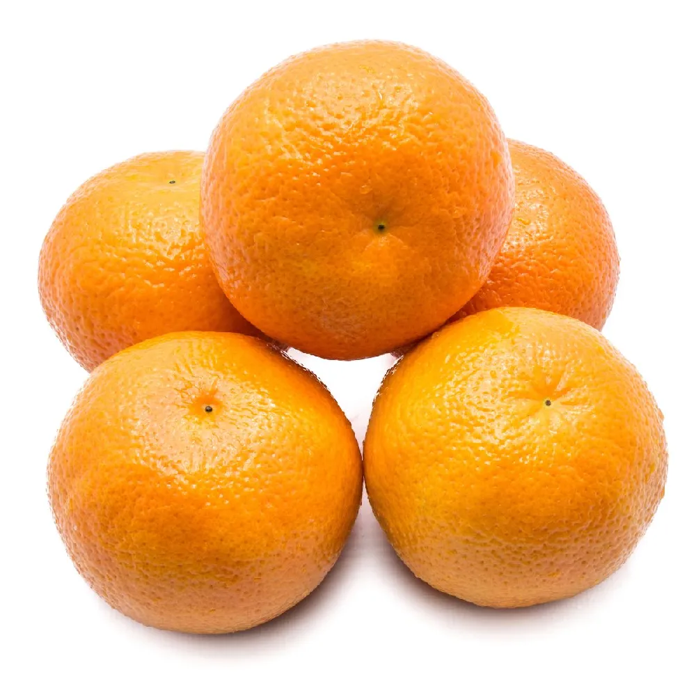 Nules Clementine Tree - USDA Organic