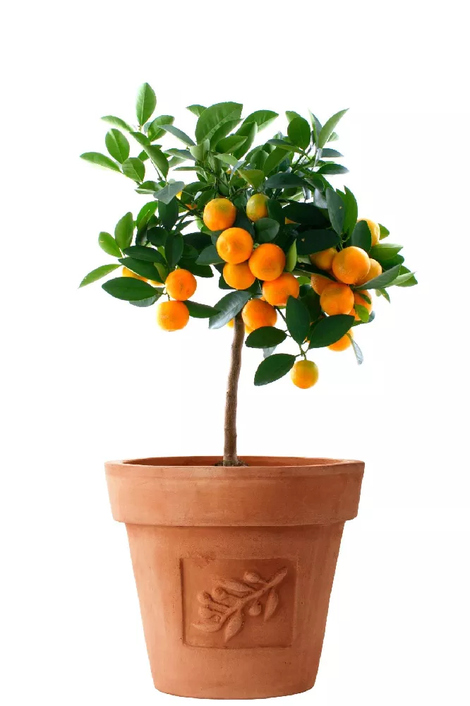 Nules Clementine Tree