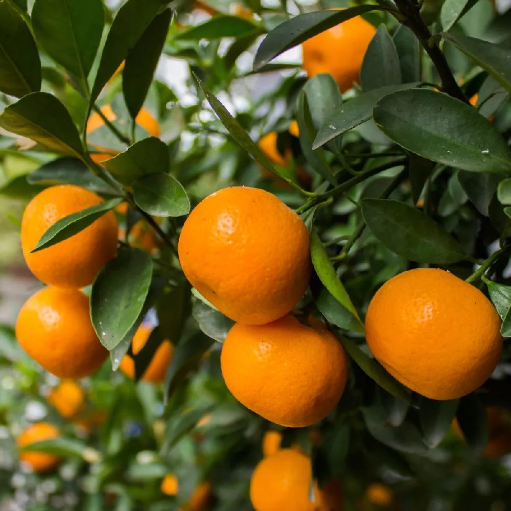 Nules Clementine Tree