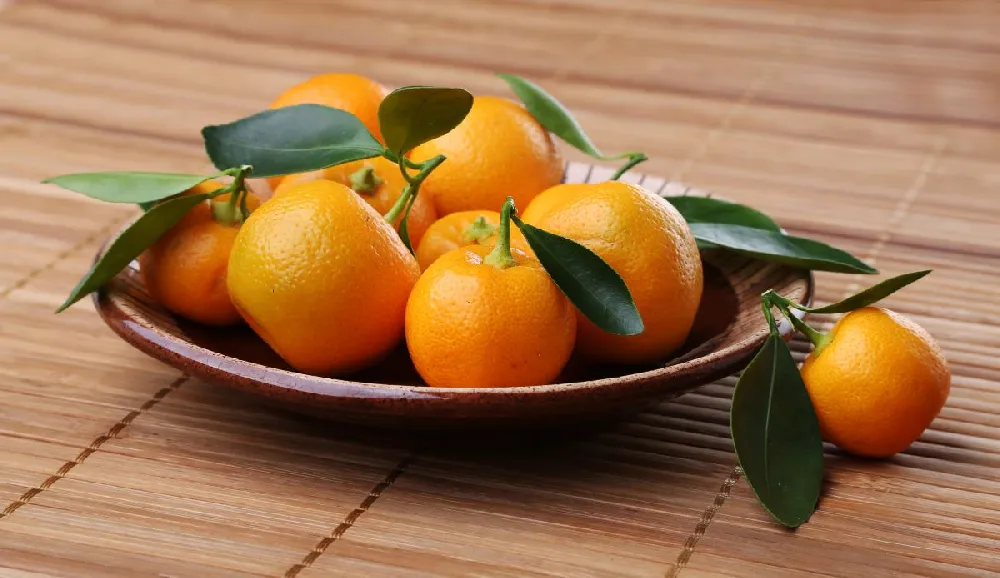 Nules Clementine Tree - USDA Organic