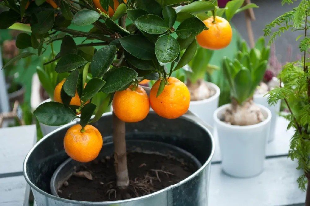 Nules Clementine Tree