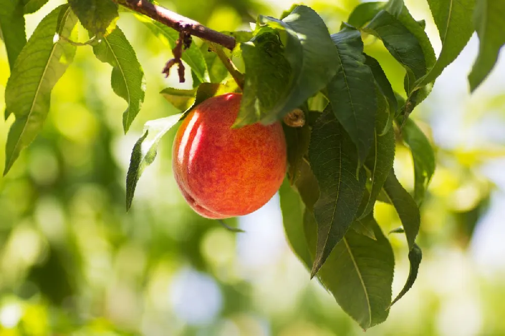 O'Henry Peach Tree