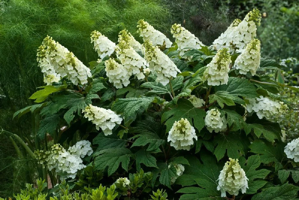 Oakleaf Hydrangea Shrub