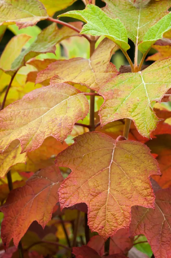 Oakleaf Hydrangea Shrub