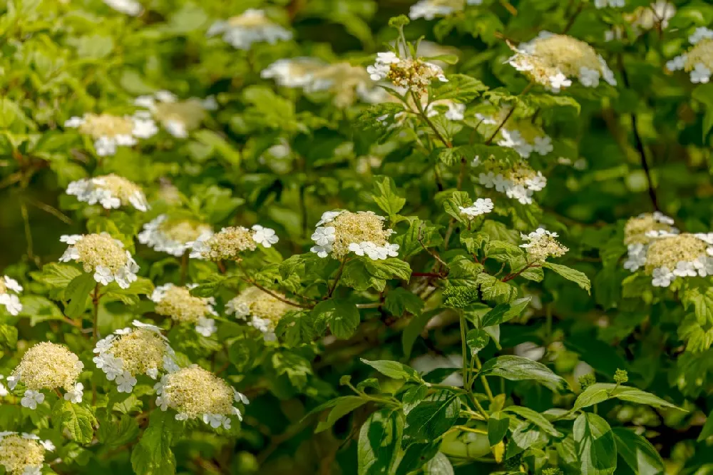 Oakleaf Hydrangea Shrub