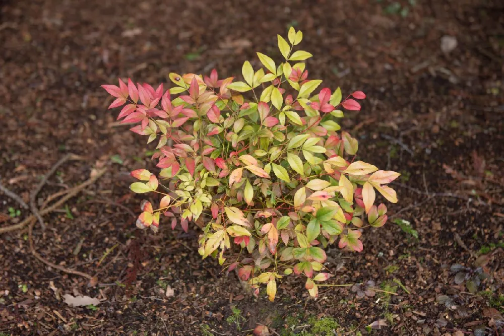 Obsession™ Nandina Shrub