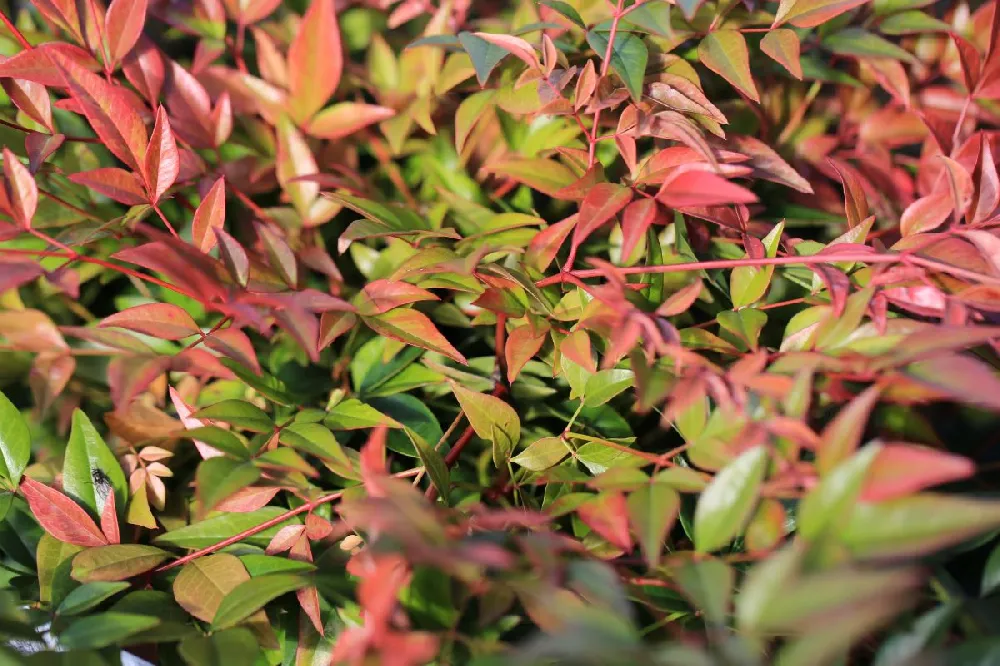 Obsession™ Nandina Shrub