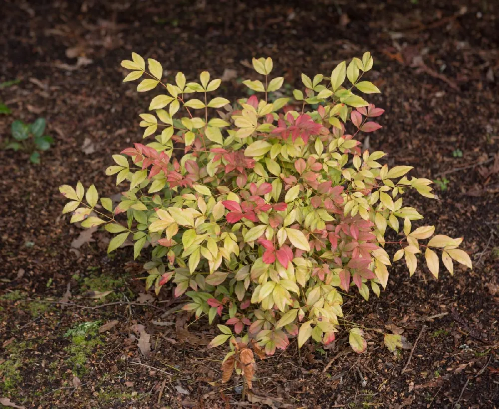 Obsession™ Nandina Shrub