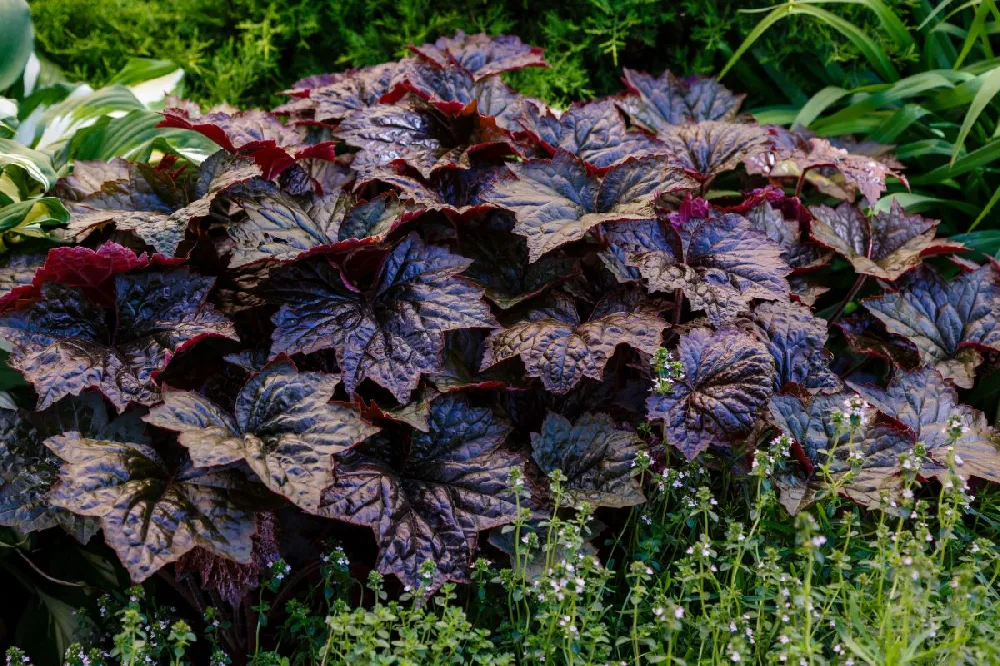 Obsidian Coral Bells (Heuchera)