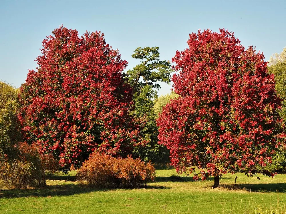 October Glory Tree