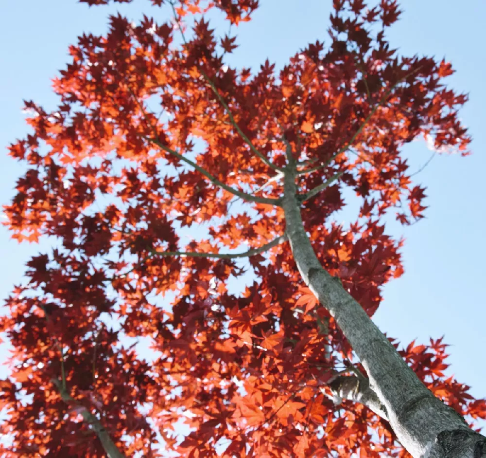 Red Maple Tree