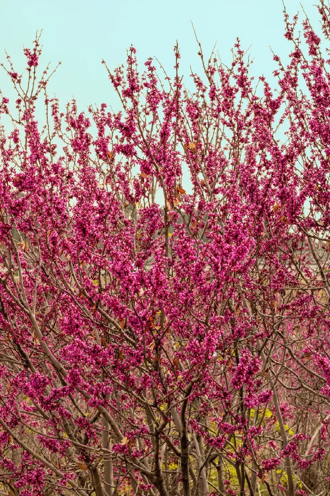 Cercis canadensis 'Pink Pom Poms' Eastern Redbud from Home Nursery