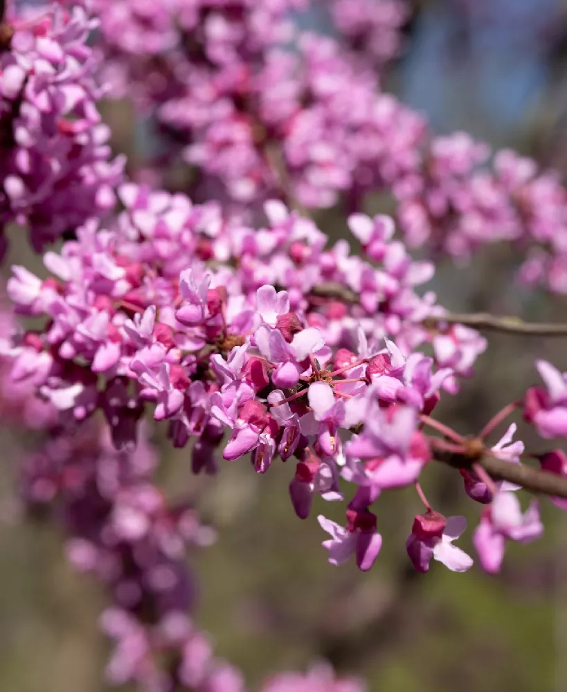 Oklahoma Redbud 2