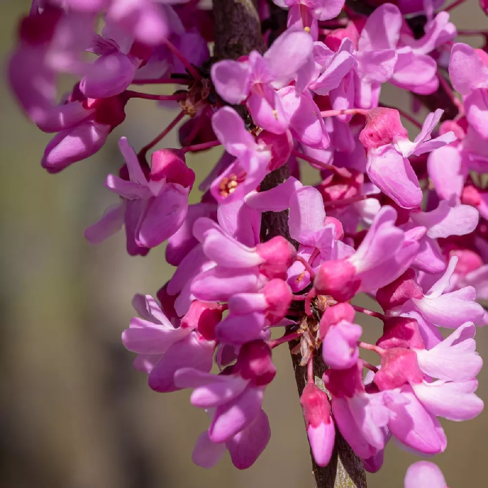 Oklahoma Redbud 3