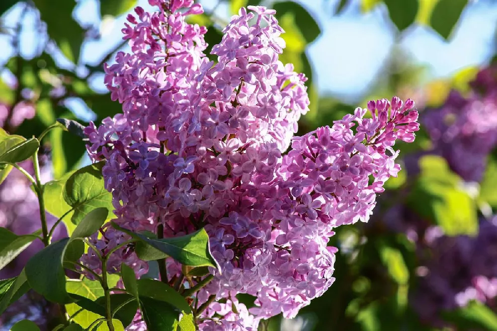 Old Fashioned Lilac flower close-up