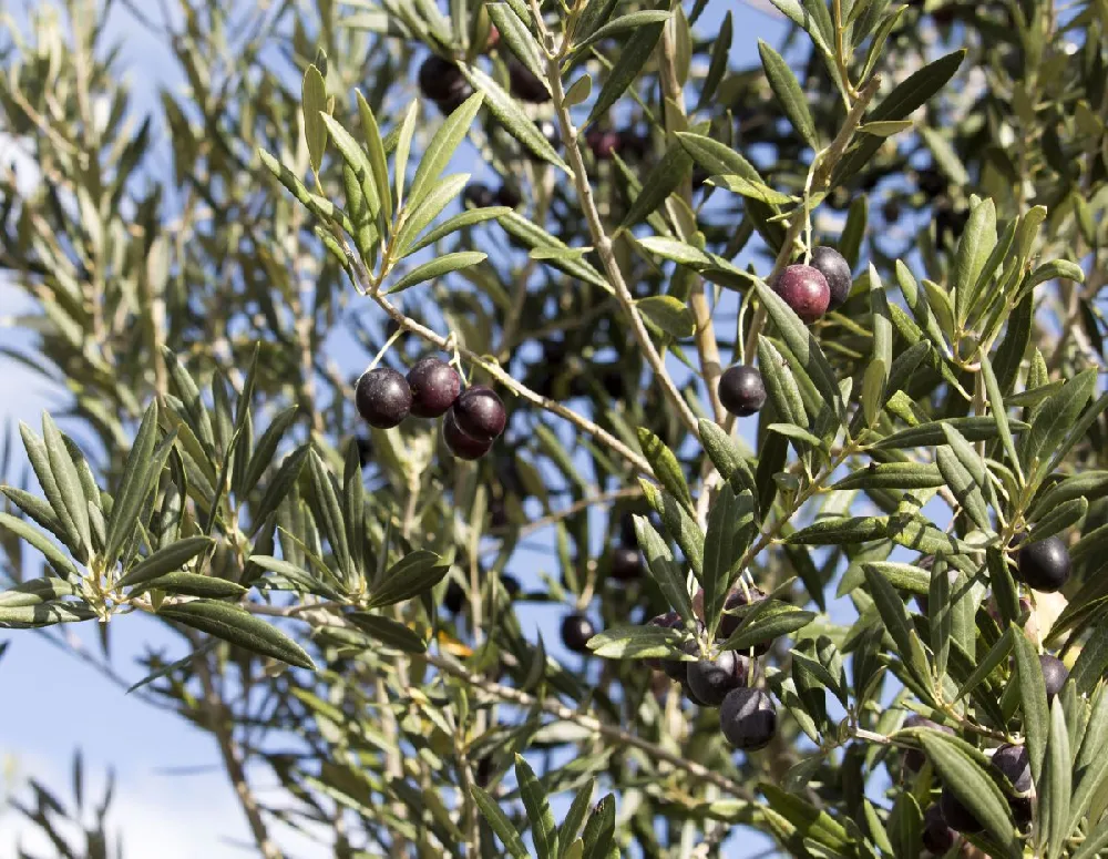 Sikitita Olive Tree