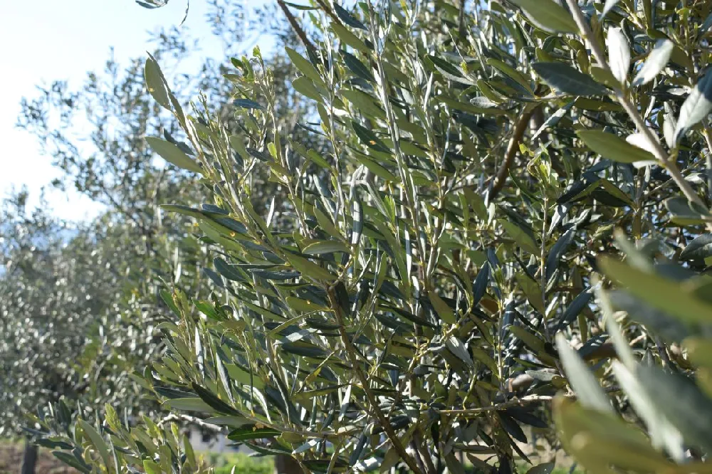 Oliana Olive Tree