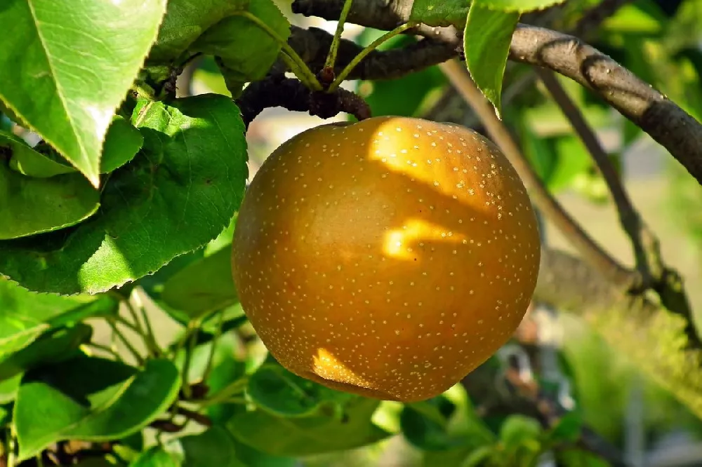 Olympic Giant Asian Pear fruit