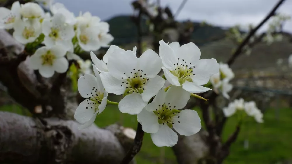 Olympic Giant Asian Pear flowers