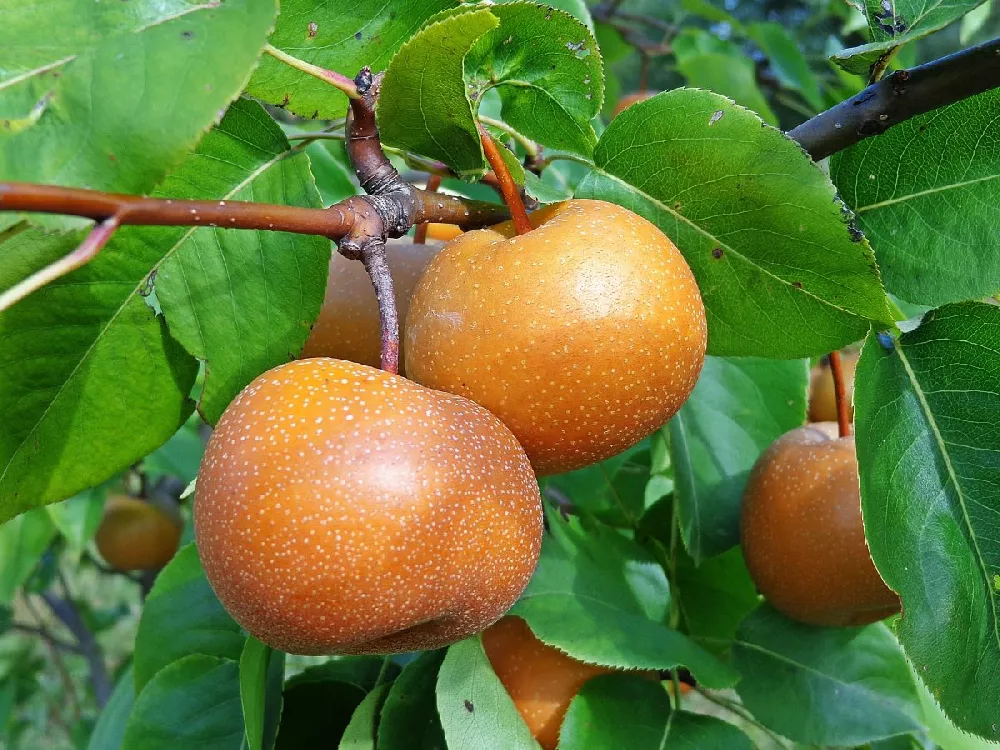 3 Olympic Giant Asian Pear