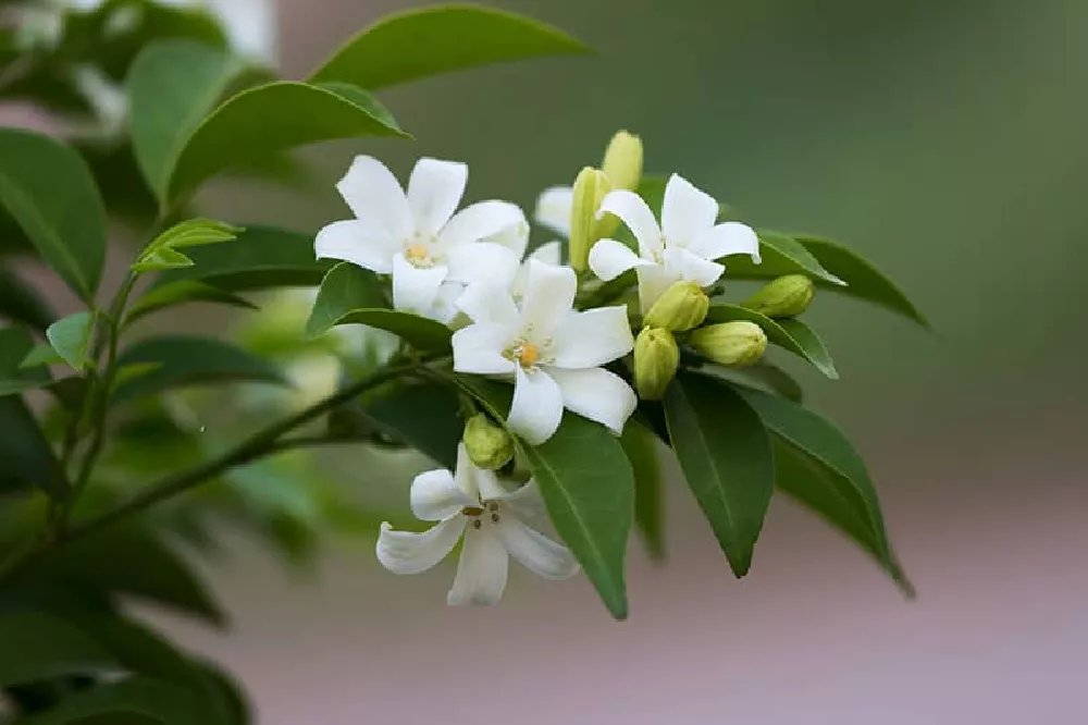 Jasmine Plant blooming