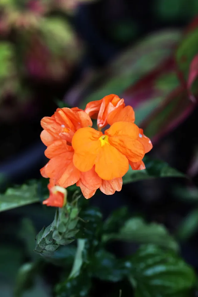 Orange Marmalade Crossandra Shrub