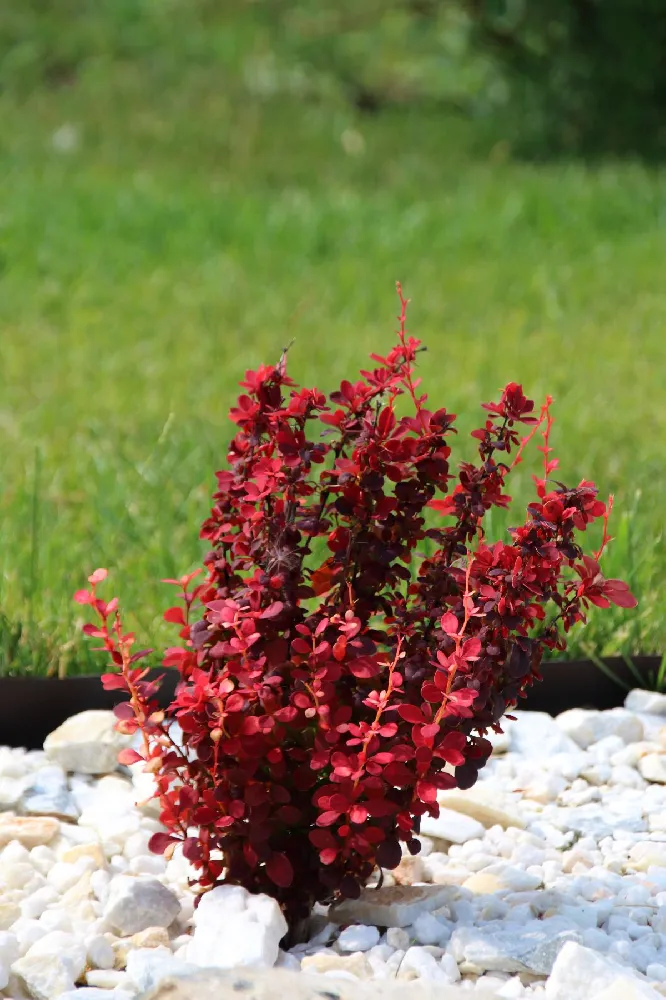 Orange Rocket Barberry Shrub