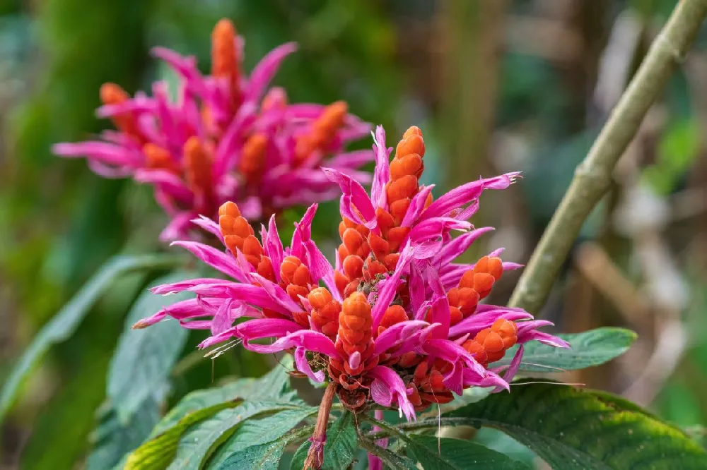 Orange Shrimp Plant