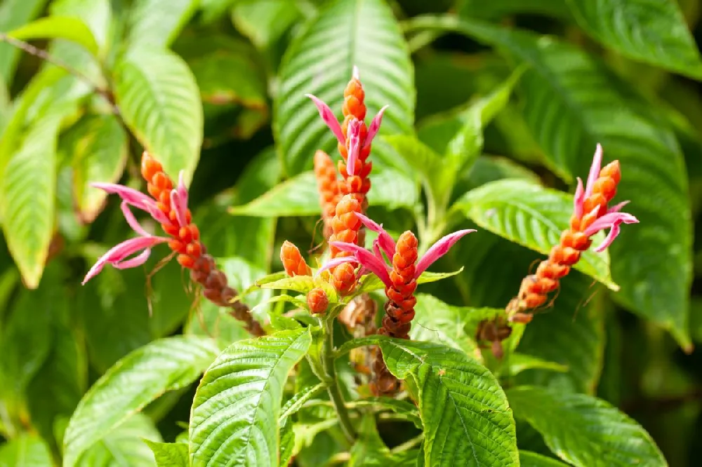 Orange Shrimp Plant