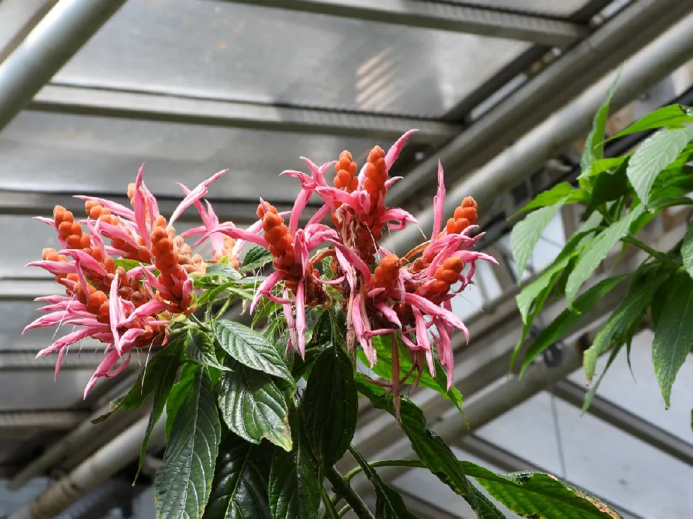 Orange Shrimp Plant