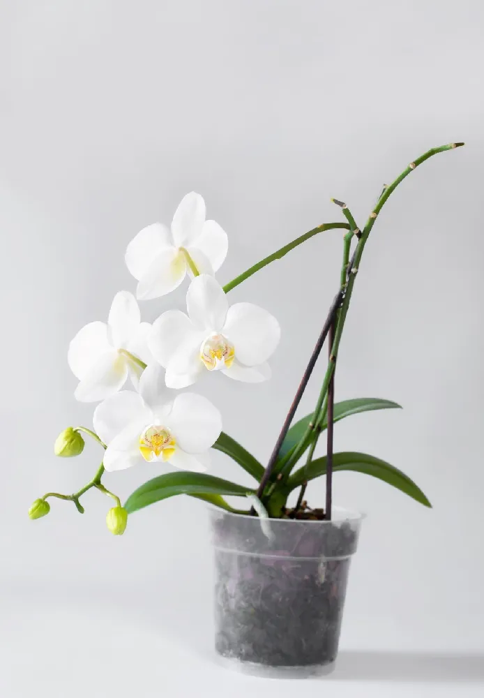 White Orchid and Zebrina Plant