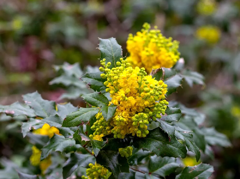 Oregon Grape Holly Shrub