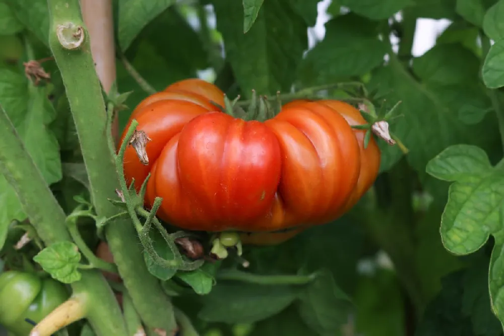 Organic Beefsteak Tomato