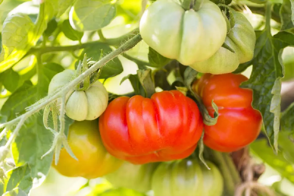 Organic Beefsteak Tomato