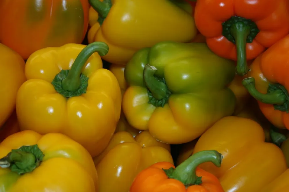 Organic Flavorburst Bell Pepper