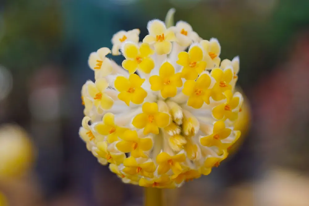 Oriental Paperbush Shrub