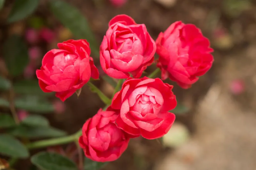 Oso Easy® Double Red Rose