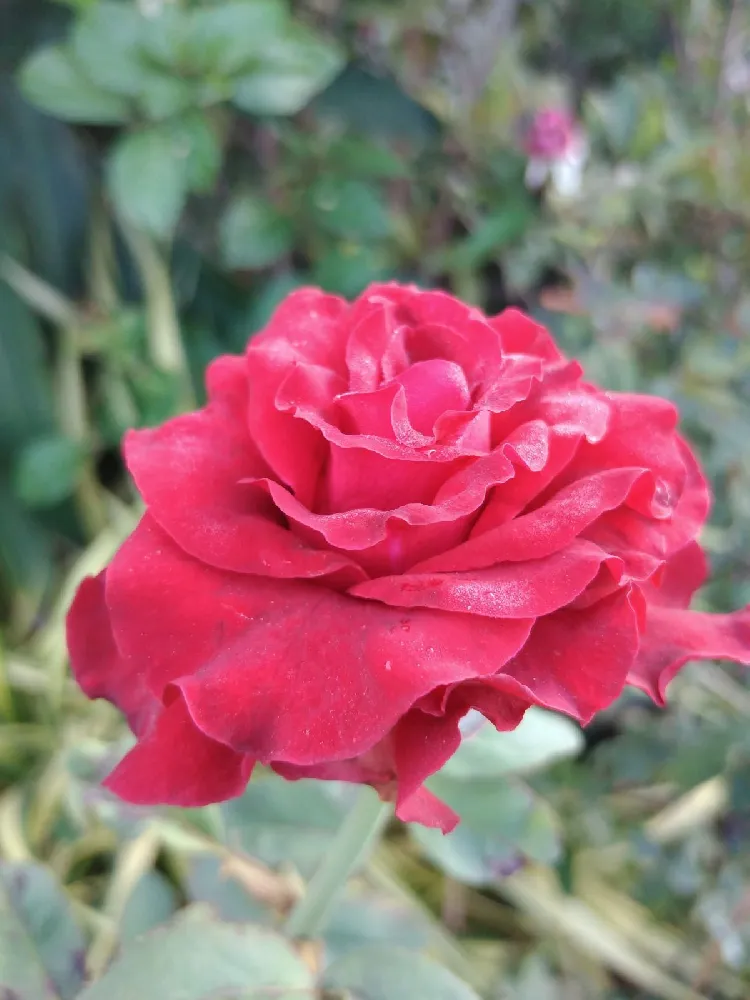 Oso Easy® Double Red Rose