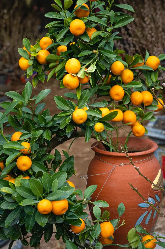 Owari Satsuma on vase