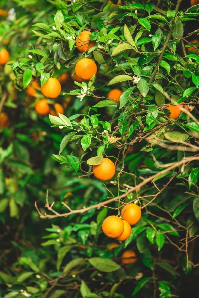 Owari Satsuma Mandarin Tree - USDA Organic