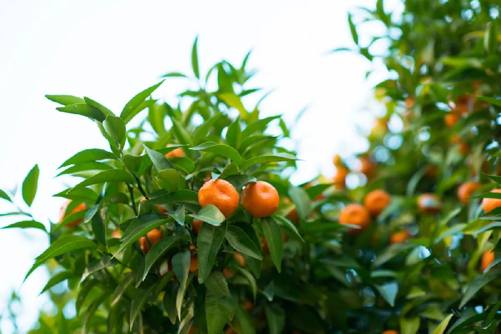 Owari Satsuma Mandarin Tree