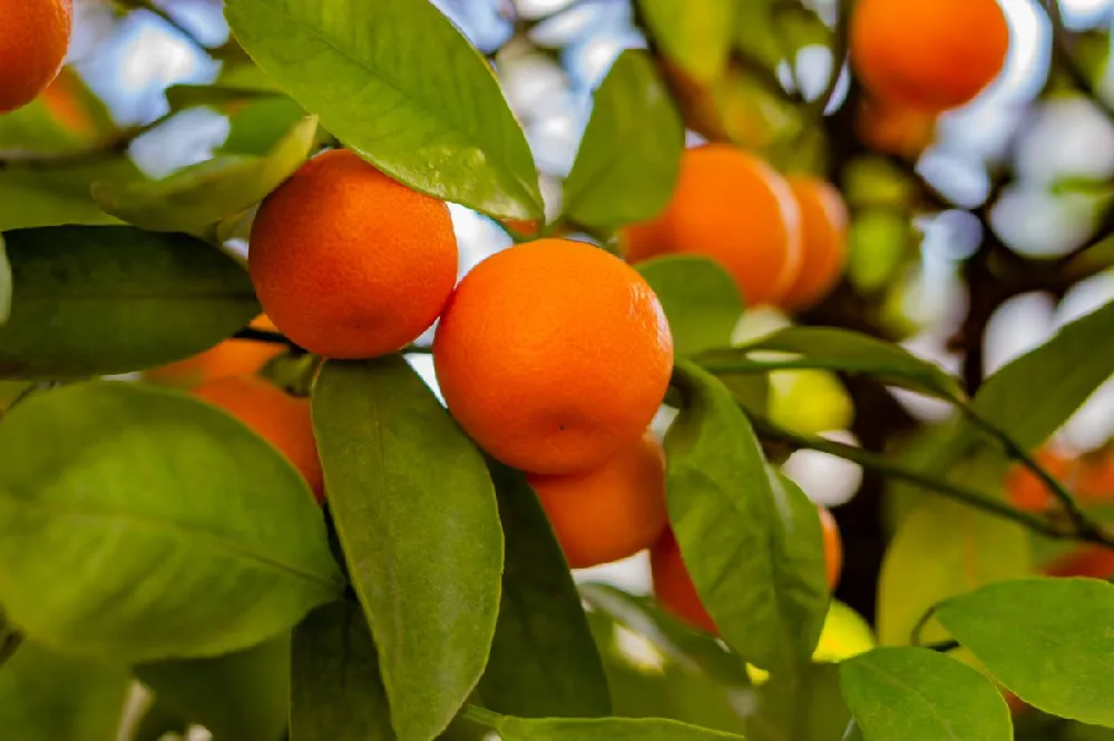 Owari Satsuma Mandarin Tree