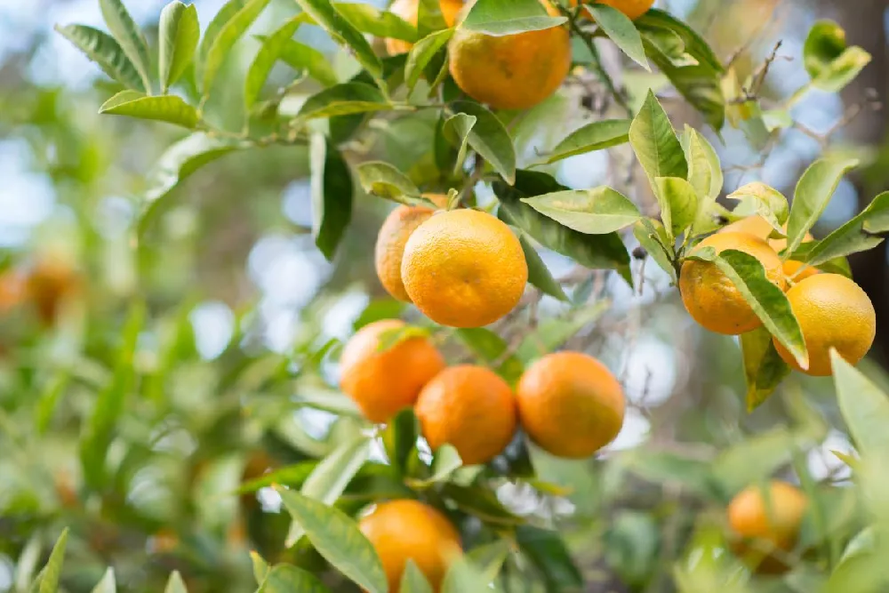 Owari Satsuma Mandarin Tree